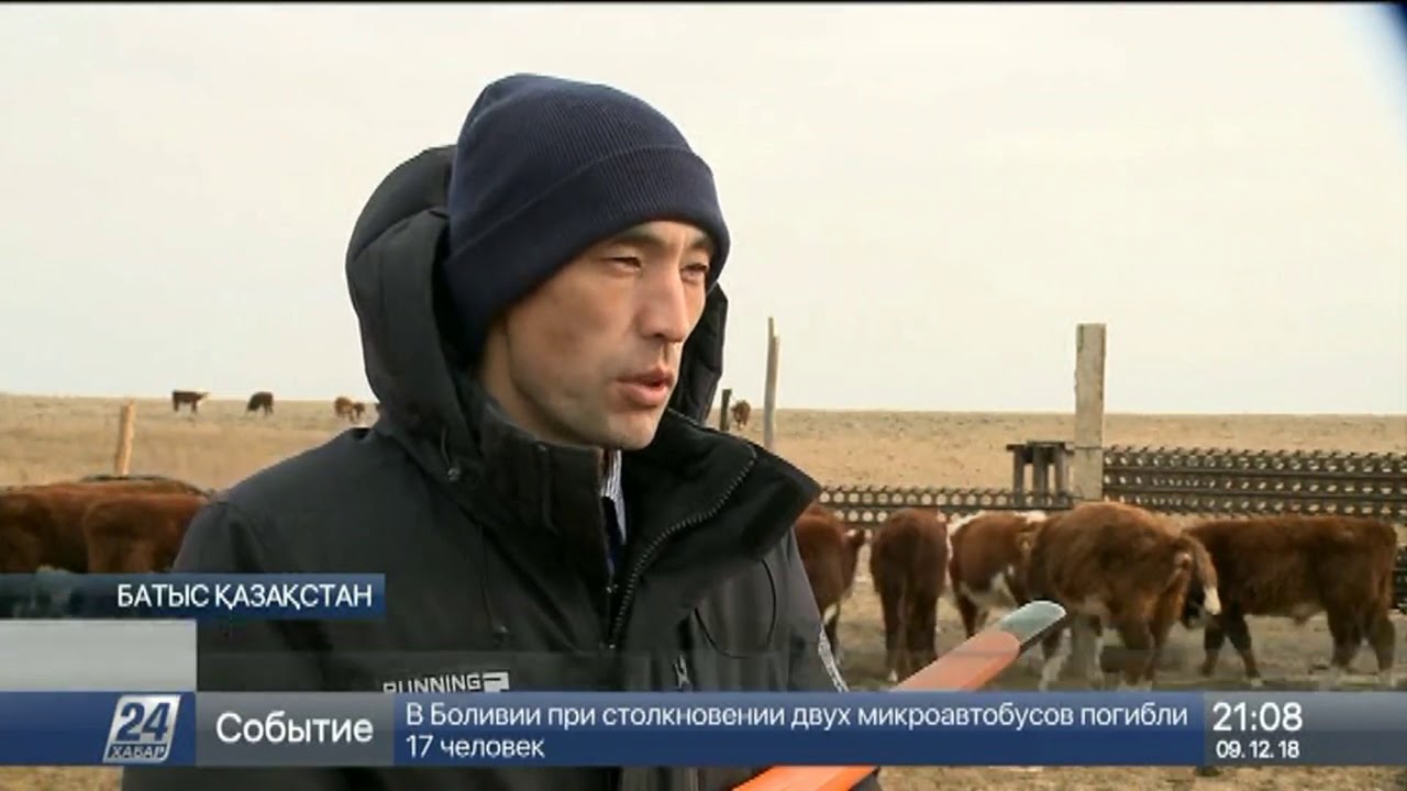 БҚО-да шаруалар малды мобильдік қосымша арқылы бағады