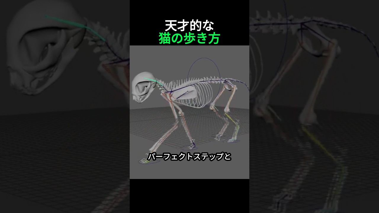 猫の歩き方がパーフェクトステップと呼ばれる理由