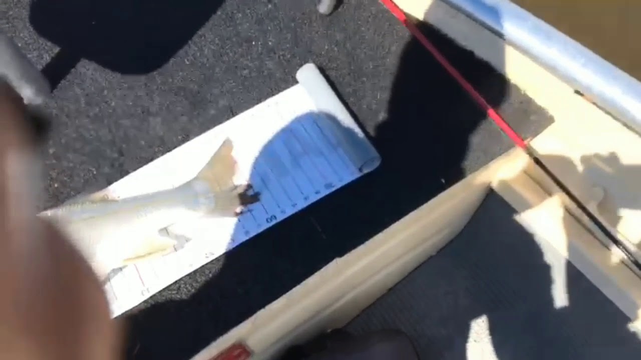 Robalo Peva (Centropomus Parallelus) 58cm