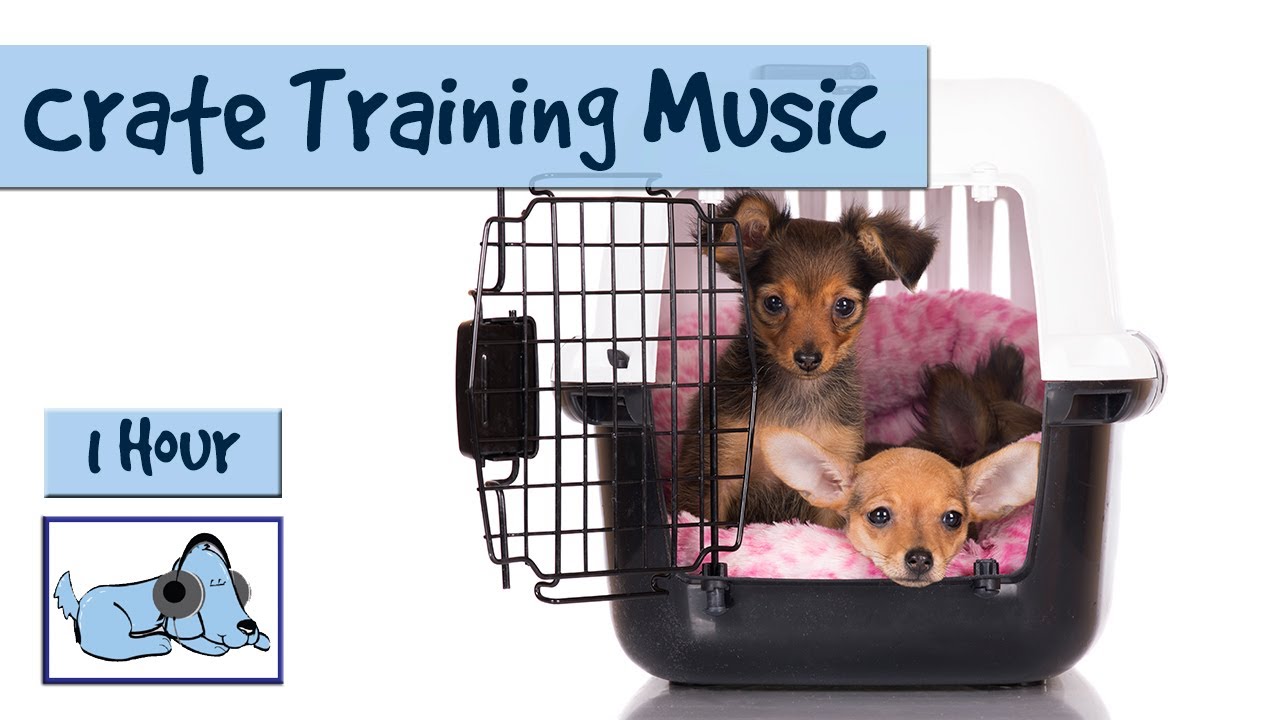 Calming Music to Help Crate Train Your Dog or Puppy! 🐶 #CRATE03