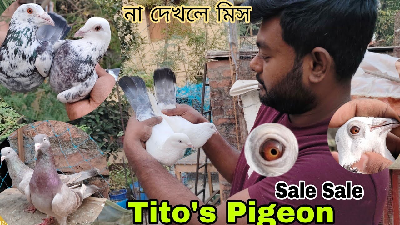 Tito's pigeon @Titospigeon ## Kaldoma # Dasu## Napta ## Lal jira ## Sale Sale # একদম কম দাম ##