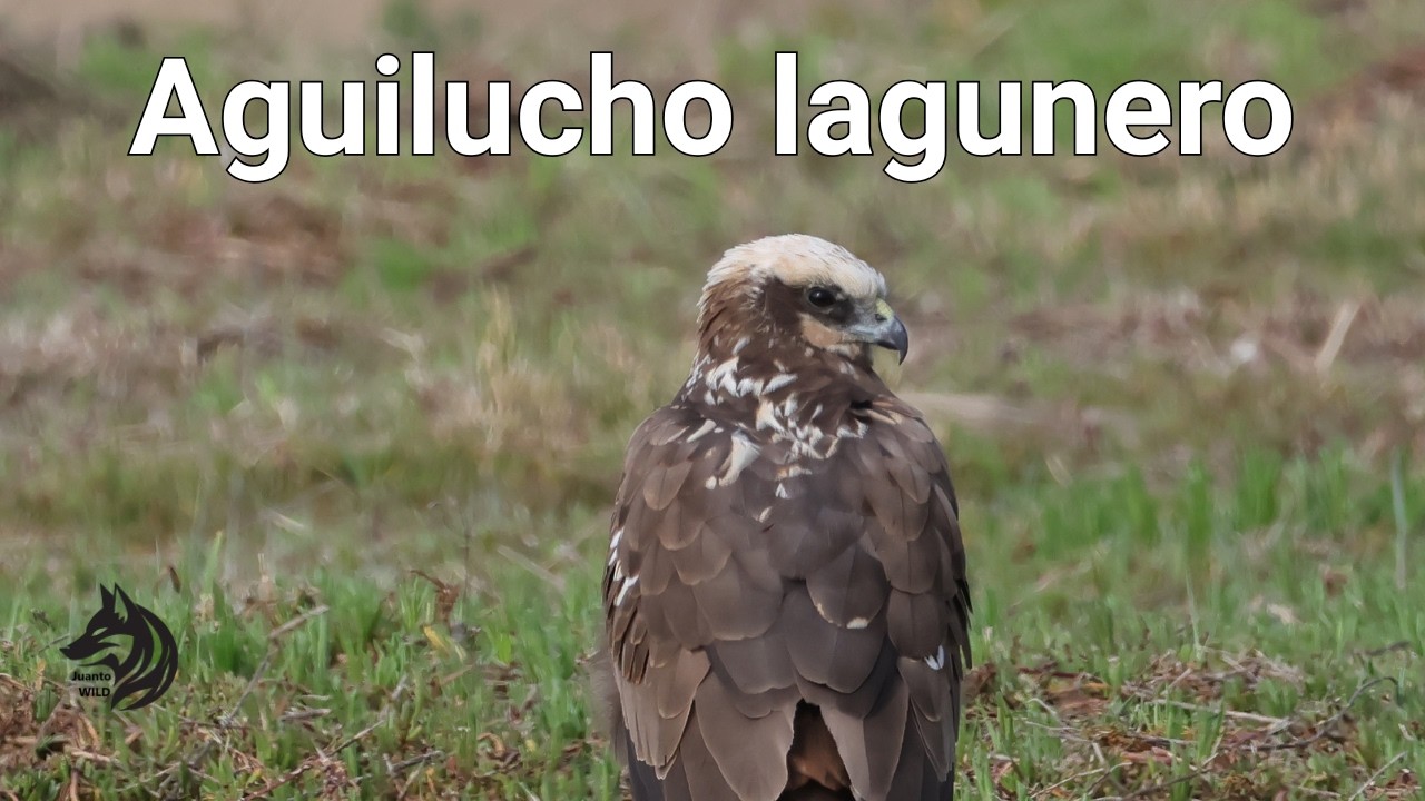 Encuentro inesperado con un Aguilucho Lagunero en el Delta del Llobregat.