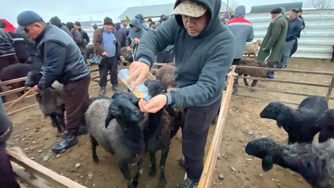 BUGUNGI QOY BOZORIDA NARXLAR QANCHA? HAMMASINI KORSATDIK