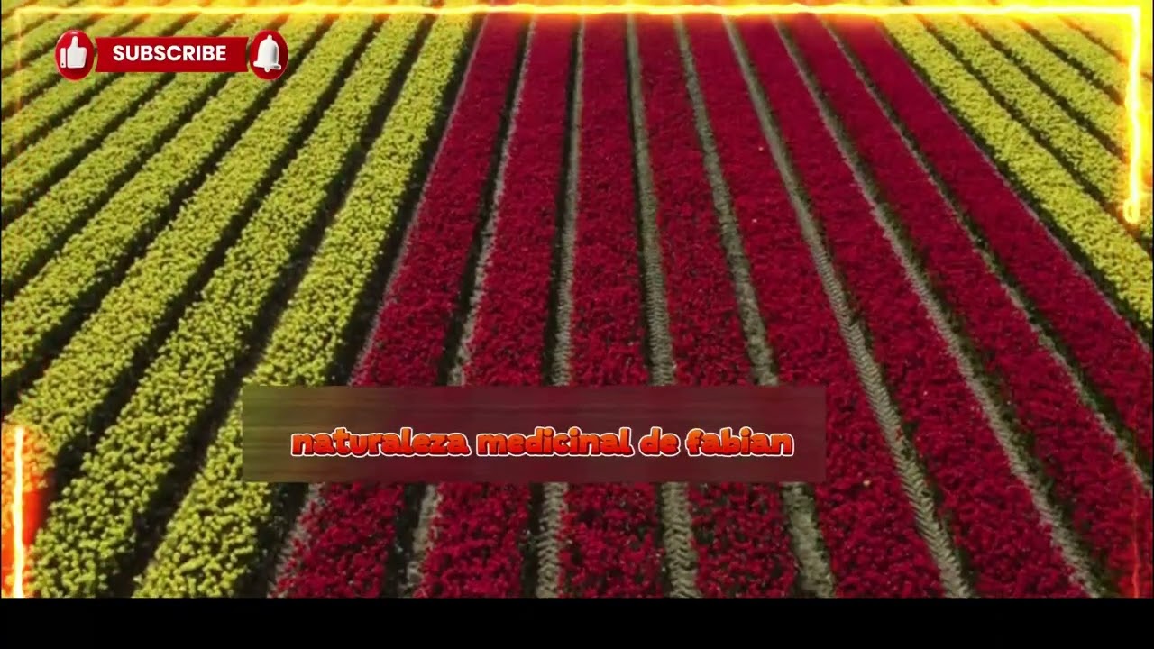 los tulipanes y su simbolismo