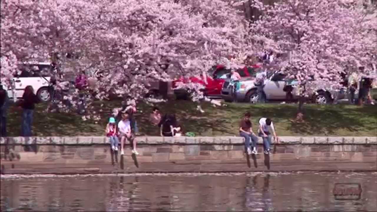 Cherry Blossom Festival in Washington, DC