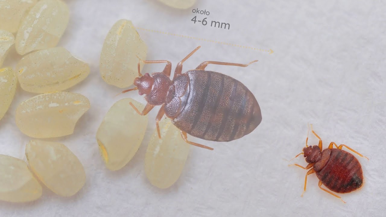 Pluskwa domowa (Cimex lectularius) - szkodnik i jego zwalczanie