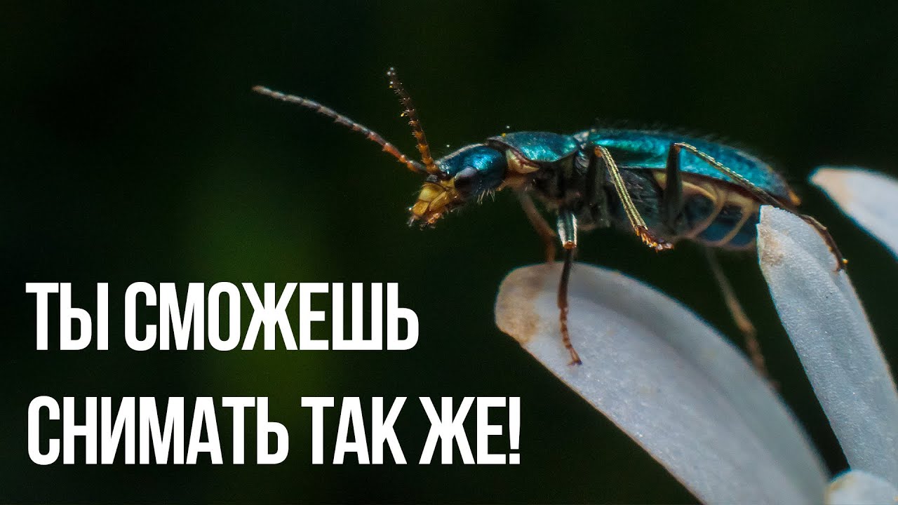 Макро фото без макро объектива! - Ренат Мансуров