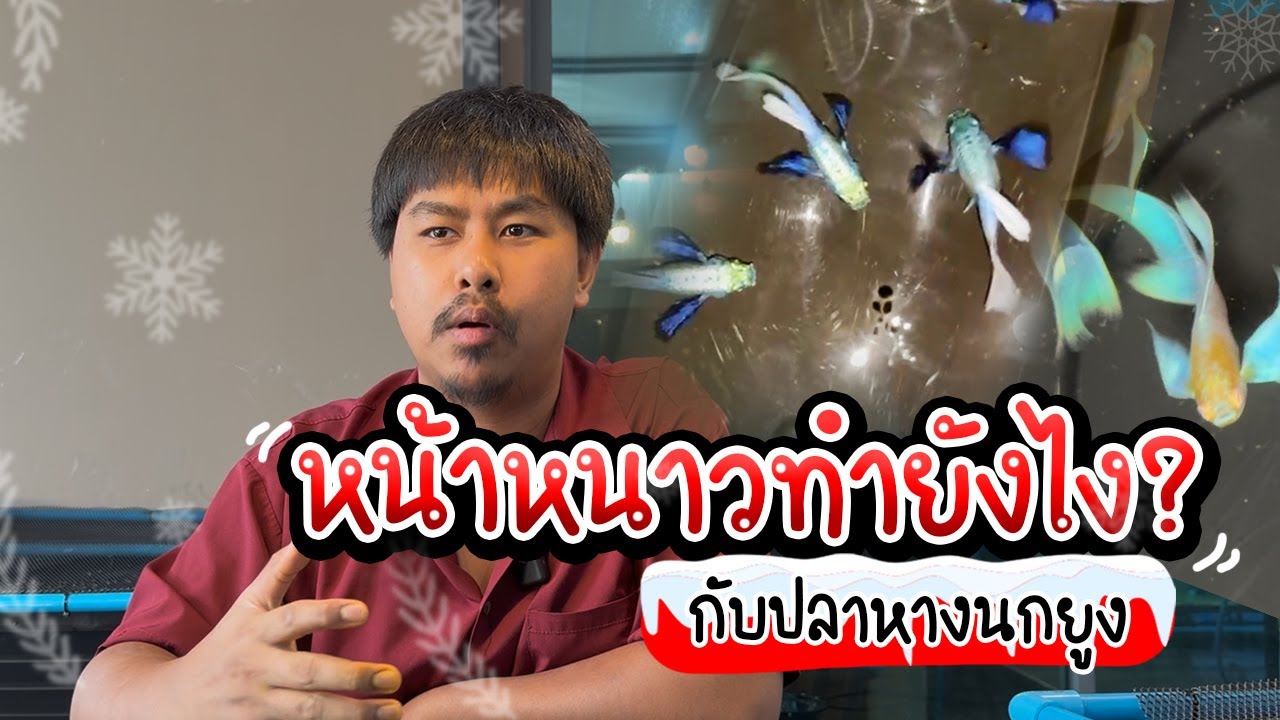 รู้อะไรไม่เท่ารู้งี้ EP88.หน้าหนาวทำยังไงกับปลาหางนกยูง?