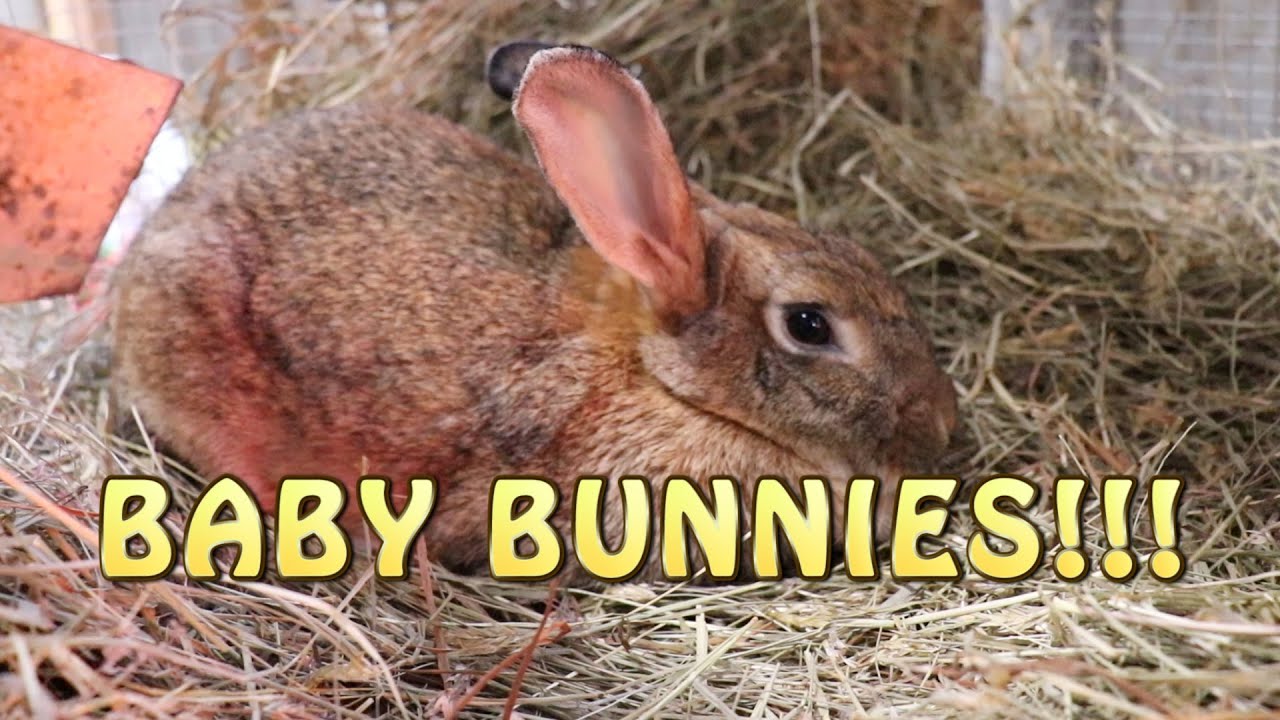 Baby Bunnies ~ Our Beautiful New Zealand Babies Are Here!