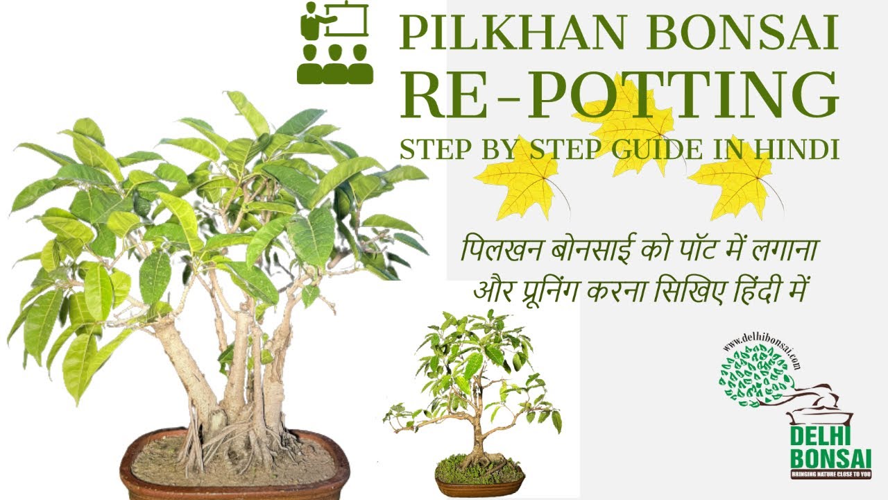 To re-pot a bonsai was never this easy / पिलखन बोनसाई को  आसानी से नये पॉट में लगाना - 📲 9999788064
