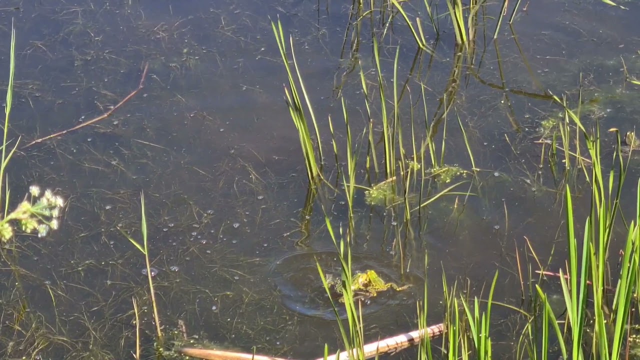 Franeker en omgeving, inclusief camping Bloemketerp. mei 2021.