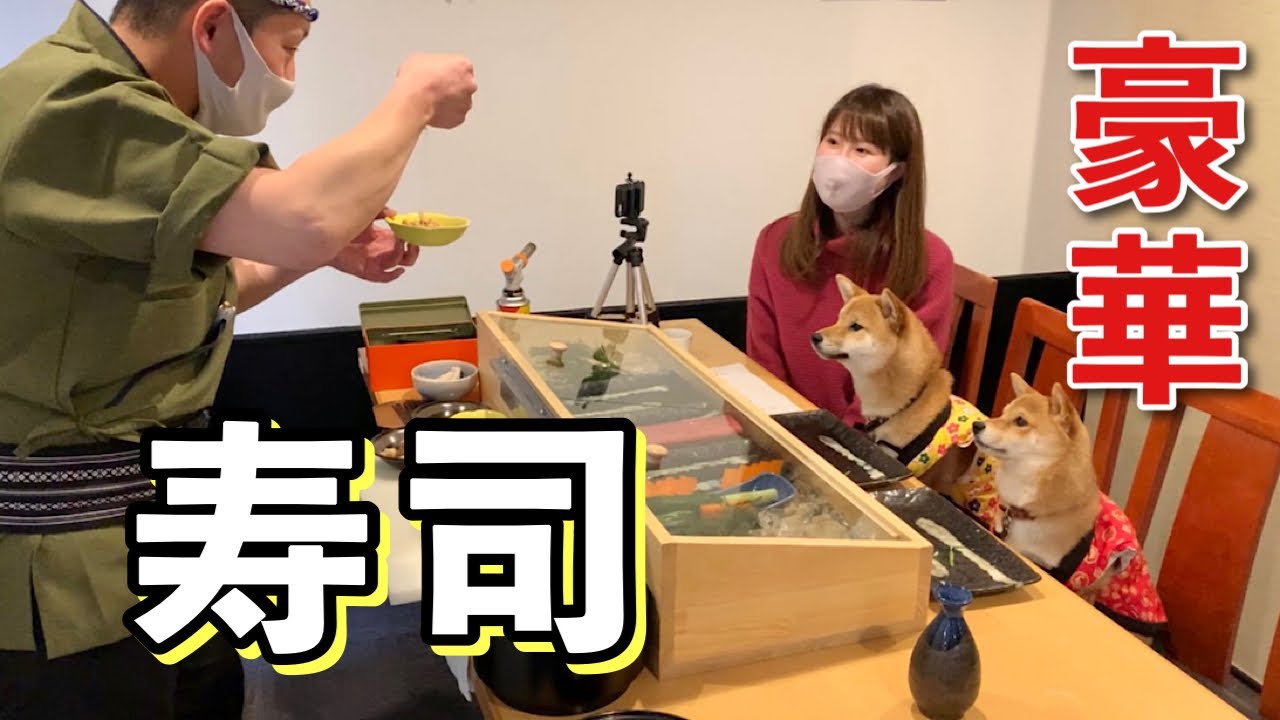 【超豪華】豆柴姉弟が人気寿司店の社長に寿司を握ってもらった！