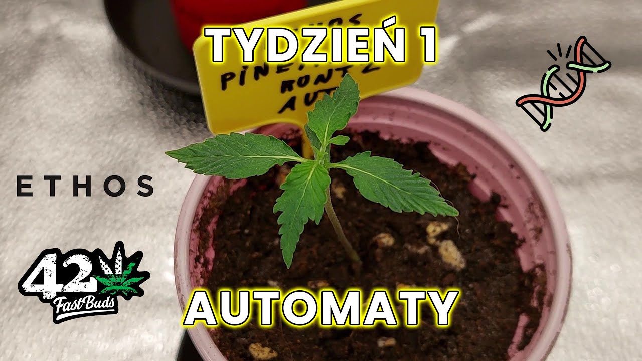 Tydzień 1 - KIEŁKOWANIE, MUTACJE, KOMBINACJE - Uprawa automat&oacute;w - Lekcja 2 Spider Farmer SE3000