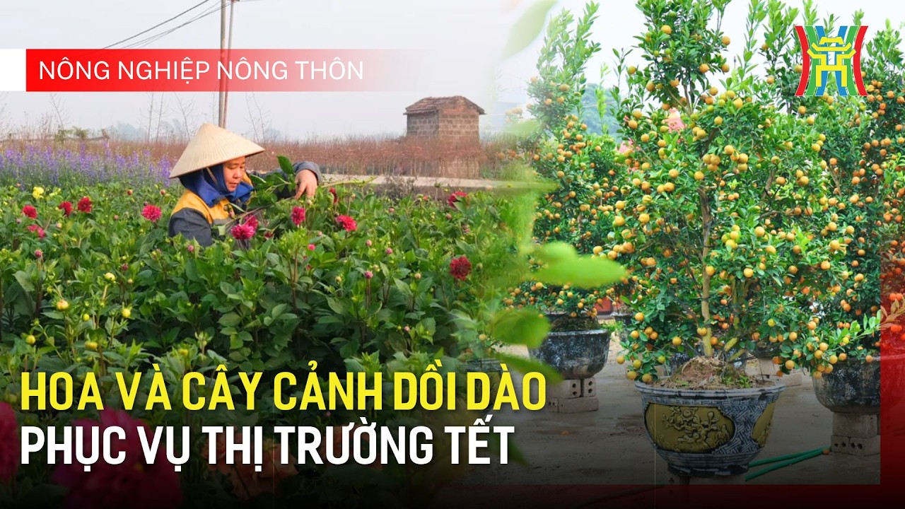 Hoa và cây cảnh dồi dào phục vụ thị trường Tết | Nông nghiệp nông thôn