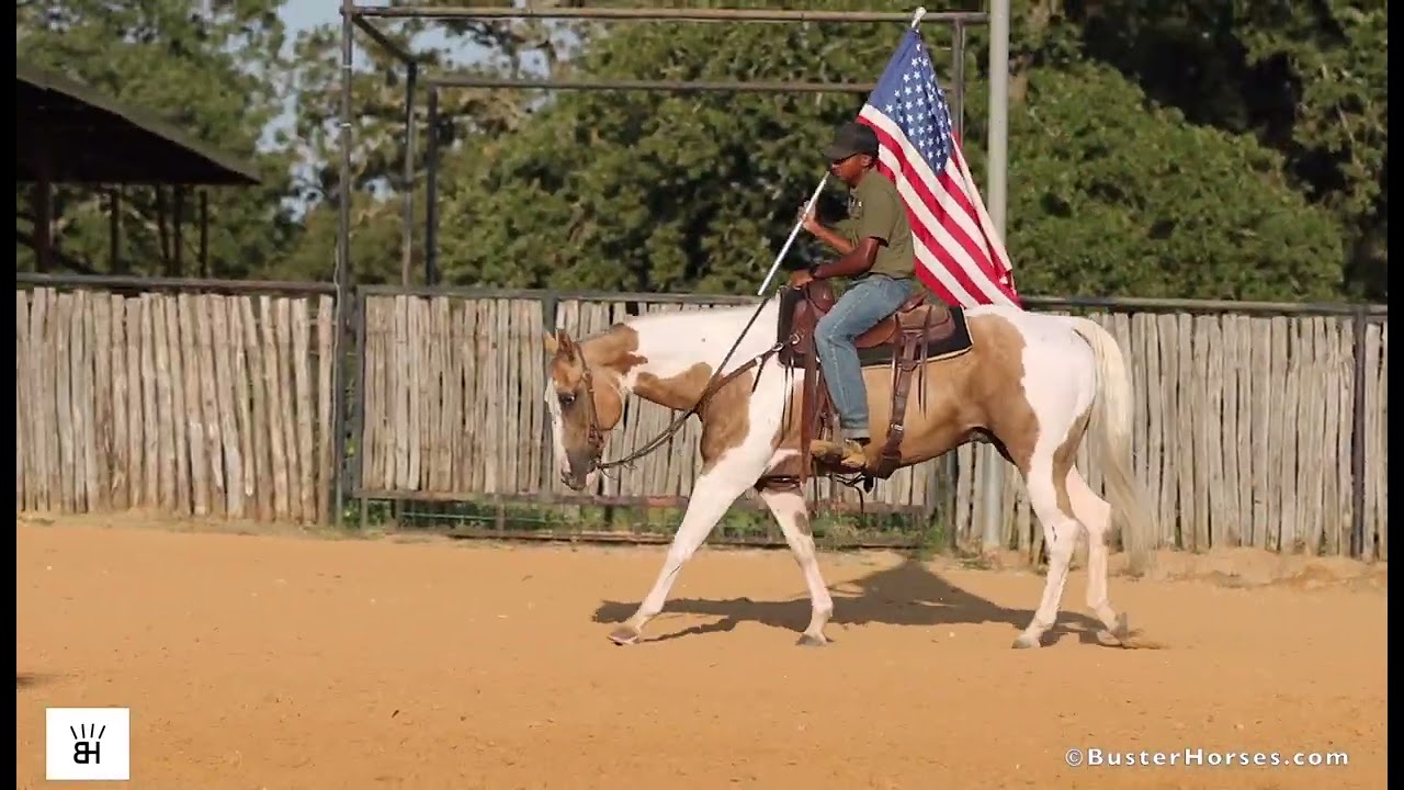 GORGEOUS big palomino paint gelding  - Buster Horses - Weatherford, Texas