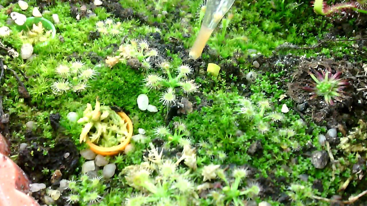 Using a pipette with food for a drosera omissa