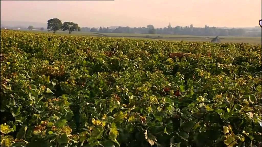 Joseph Drouhin - Deutsch