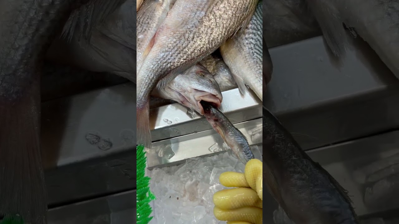 #viral 😱😱😱😱 WOW se estaba comiendo un pescado