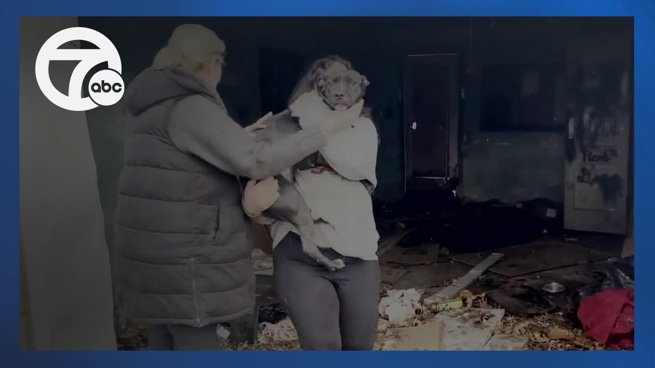 Video shows suspects steal dogs from Detroit animal shelter