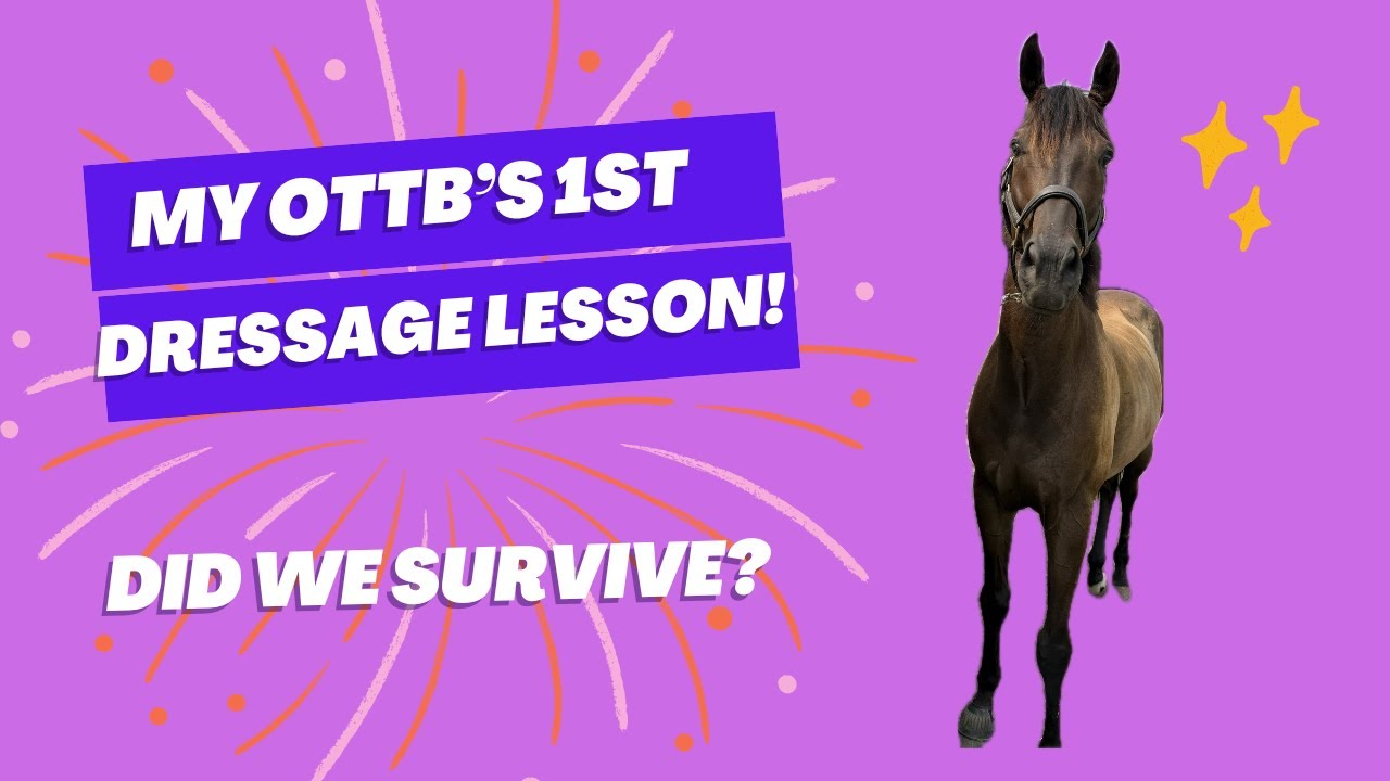 My Off Track Thoroughbred Does His First Dressage Lesson!