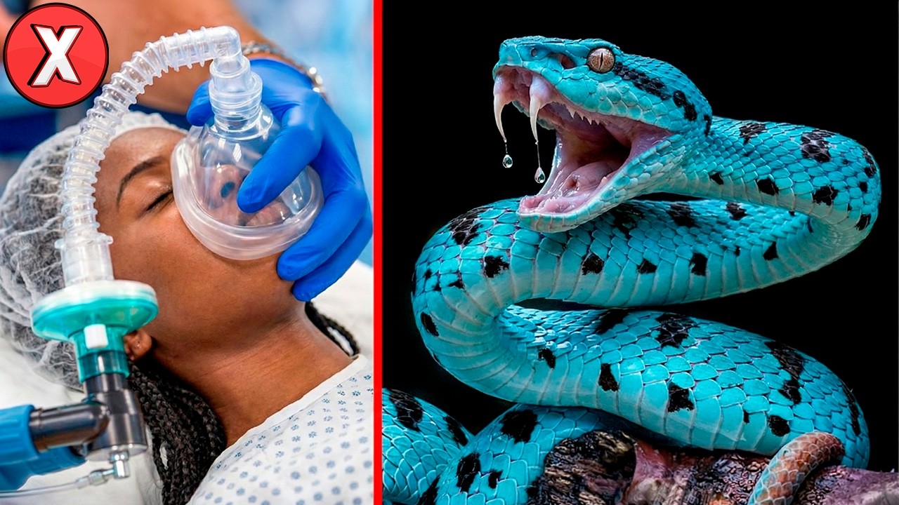 As 12 cobras mais VENENOSAS do mundo