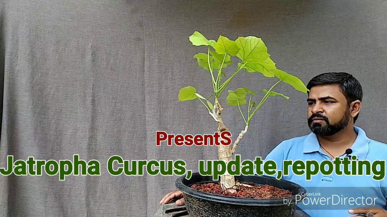 Jatropha Curcus update and Repotting