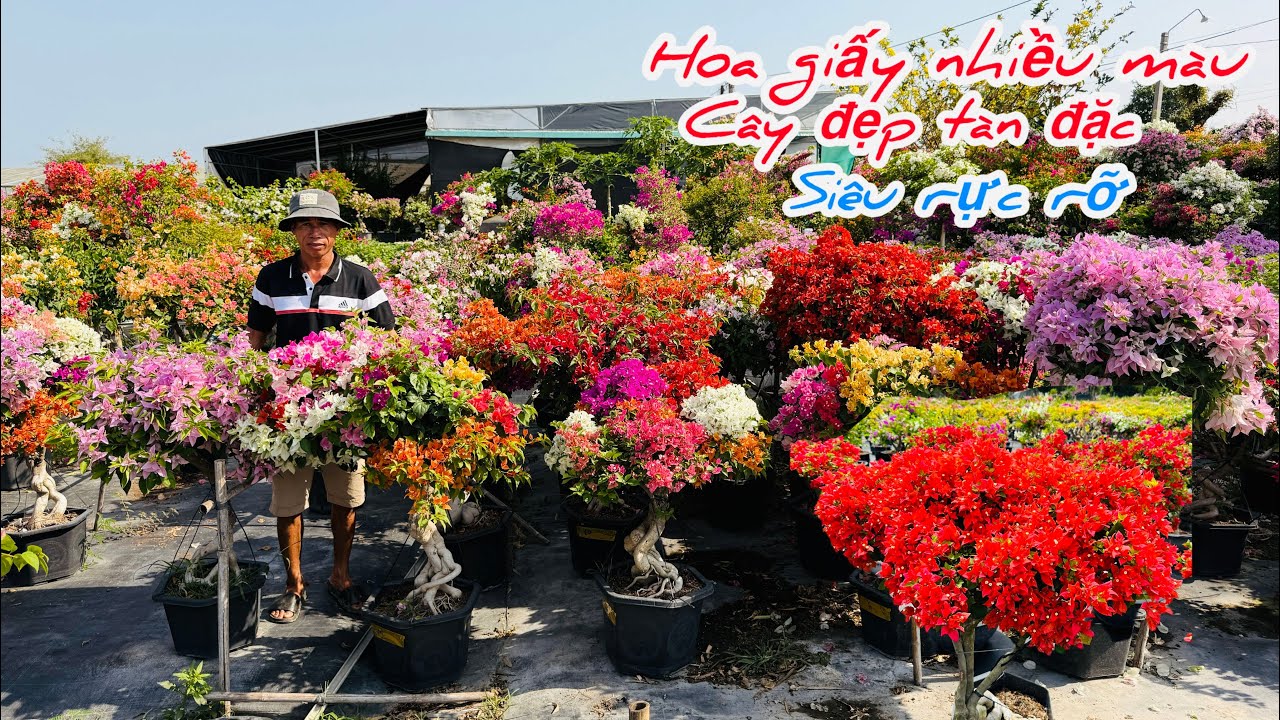 Hoa giấy ghép nhiều màu cây đẹp tàn đặc giá bao phí ship..21/02😘📲 0708.749.452.Thanh-Hùng 