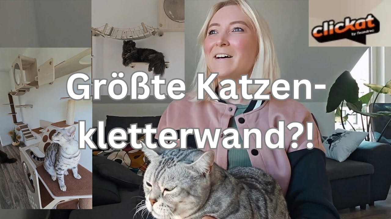 Wie reagieren diese Katzen auf die größte Kletterwand ihres LEBENS?! Clickat/ Feandrea/ SONGMICSHOME