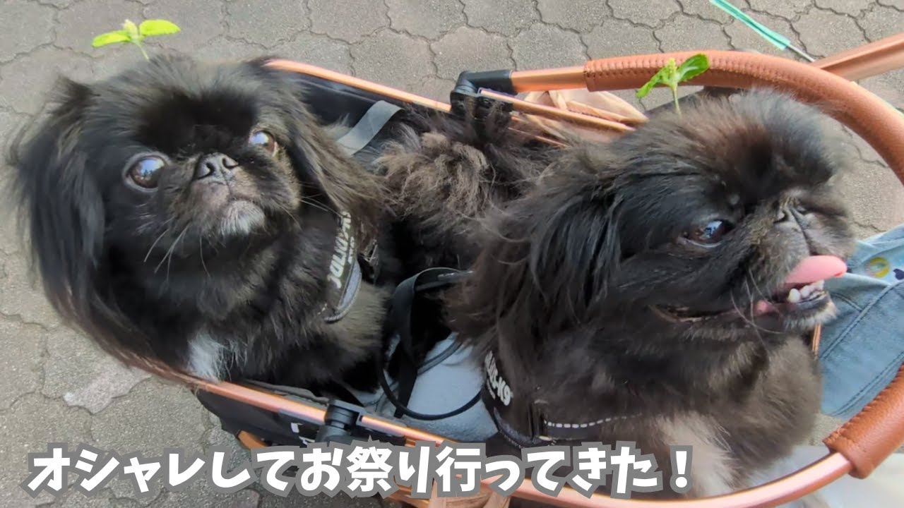 【ペキニーズ】夏祭りにおしゃれしていってきた！【ワンワンピース】