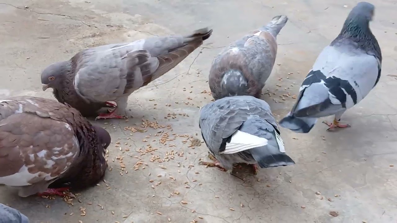 تولعة مسائية واخيرا فقصة البيض سيفينوس بعذا إنتضار طويل 💥🕊