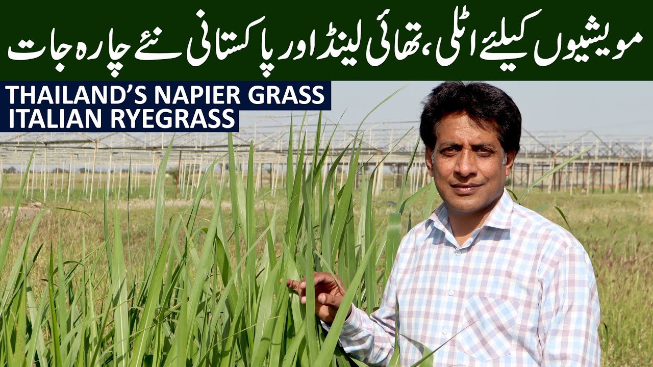 Fodders | Italian Ryegrass | Thailand’s Napier Grass | May 2024