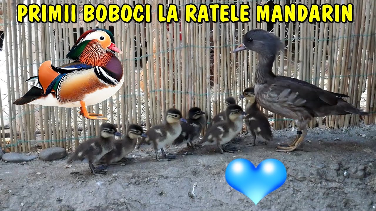 Viața la țară -❤ Bobocei la rățuștele mandarin + un mic țarc nou #2021 #amintiri