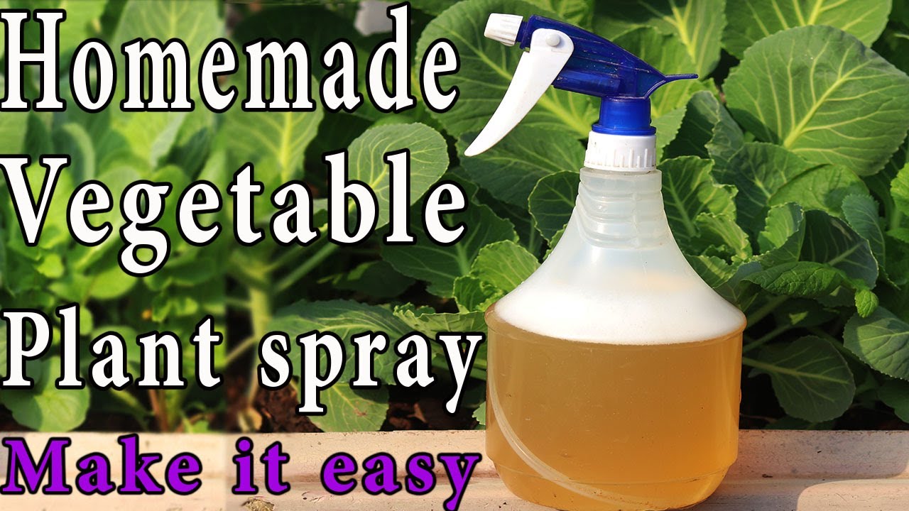 Homemade  Natural Pesticide | Spray for veggies Plant  Urdu | Hindi