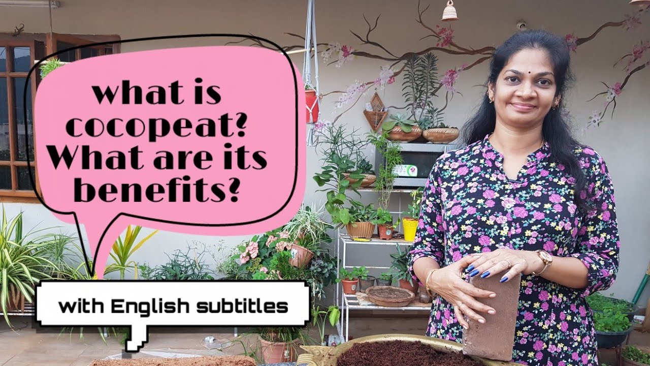 కోకోపీట్ అంటే ఏమిటి?దాని ఉపయోగాలు ఏమిటి??What is cocopeat?What are it's benefits??