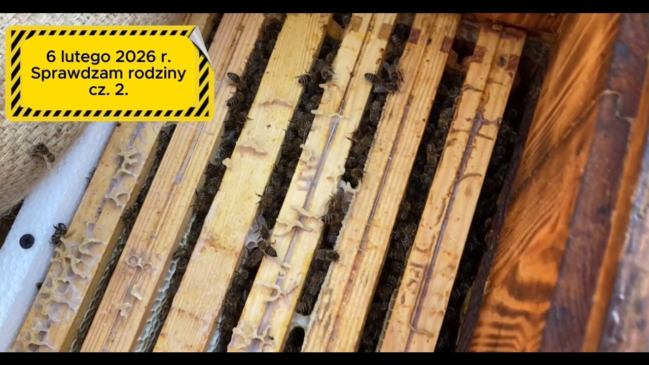 6 lutego 2026 r  Sprawdzam rodziny cz. 2. Od 4 do numeru 9. #bee #beekeeping #beekeeper