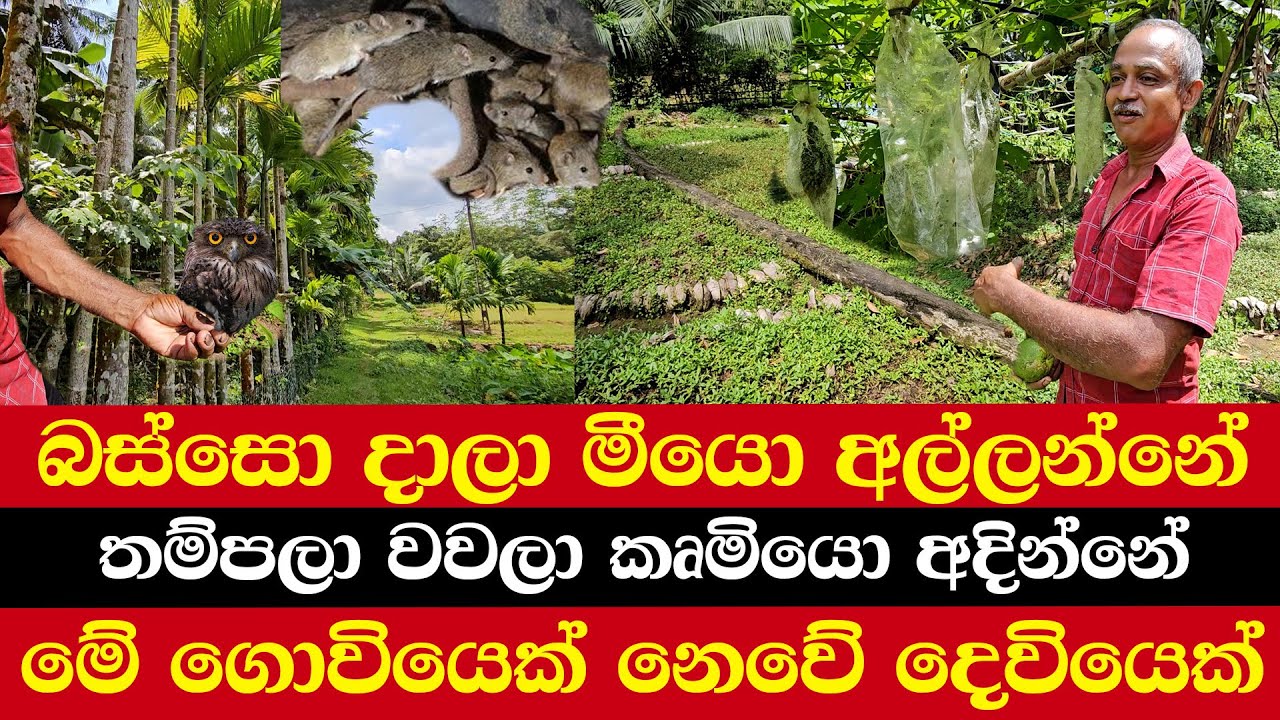 බස්සො දාලා මීයො අල්ලන්නේ | තම්පලා වවලා කෘමියො අදින්නේ | මේ ගොවියෙක් නෙවේ දෙවියෙක්