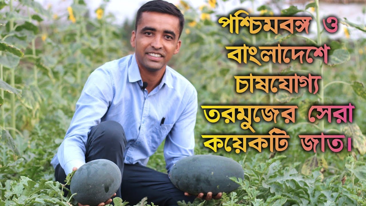 তরমুজের কোন কোন জাত গুলি চাষ করলে বেশি ফলন পাওয়া যায়? তরমুজের উচ্চফলনশীল জাত। #তরমুজ  #watermelon