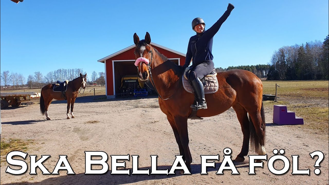 En vanlig dag hos Systrarna Elfstrand och hästarna - Stallvlogg