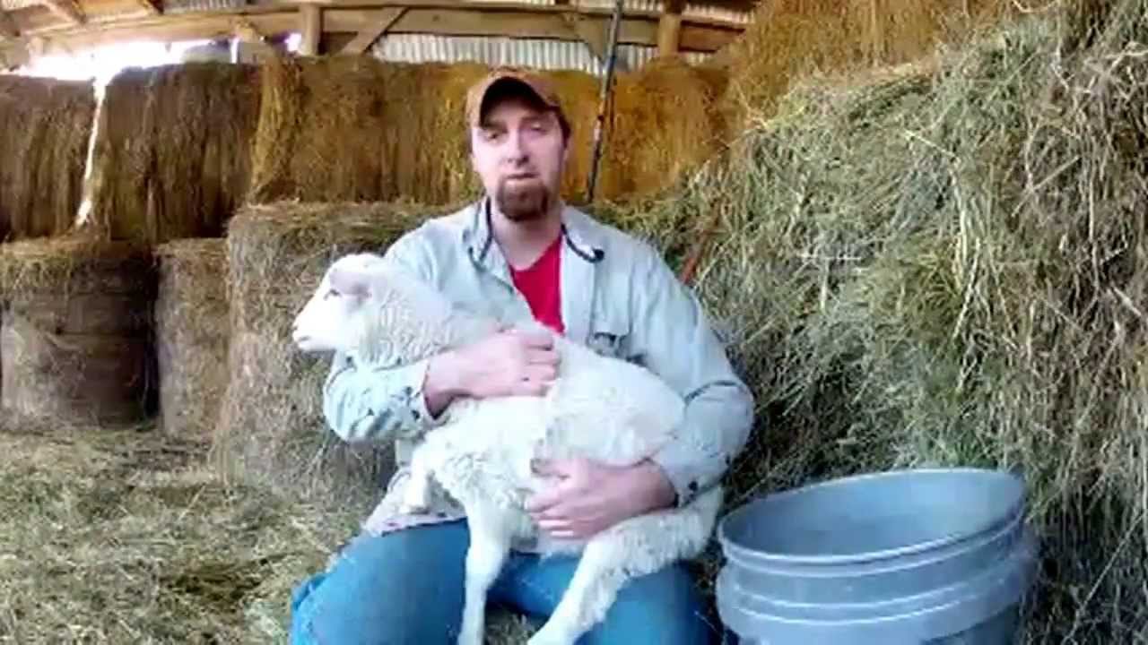 Docking A Lamb's Tail