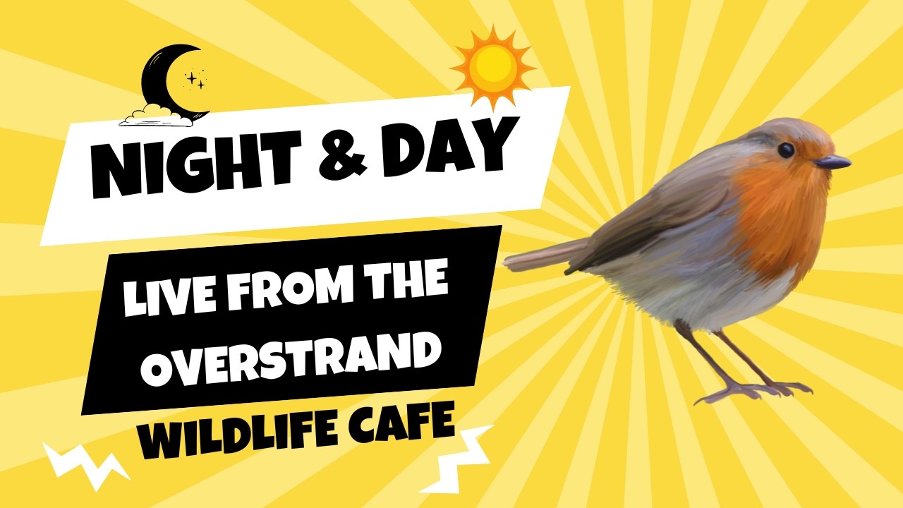 Garden Café Live | UK Garden Birds 🐦 Robins, Blackbirds & More 9 March 2026