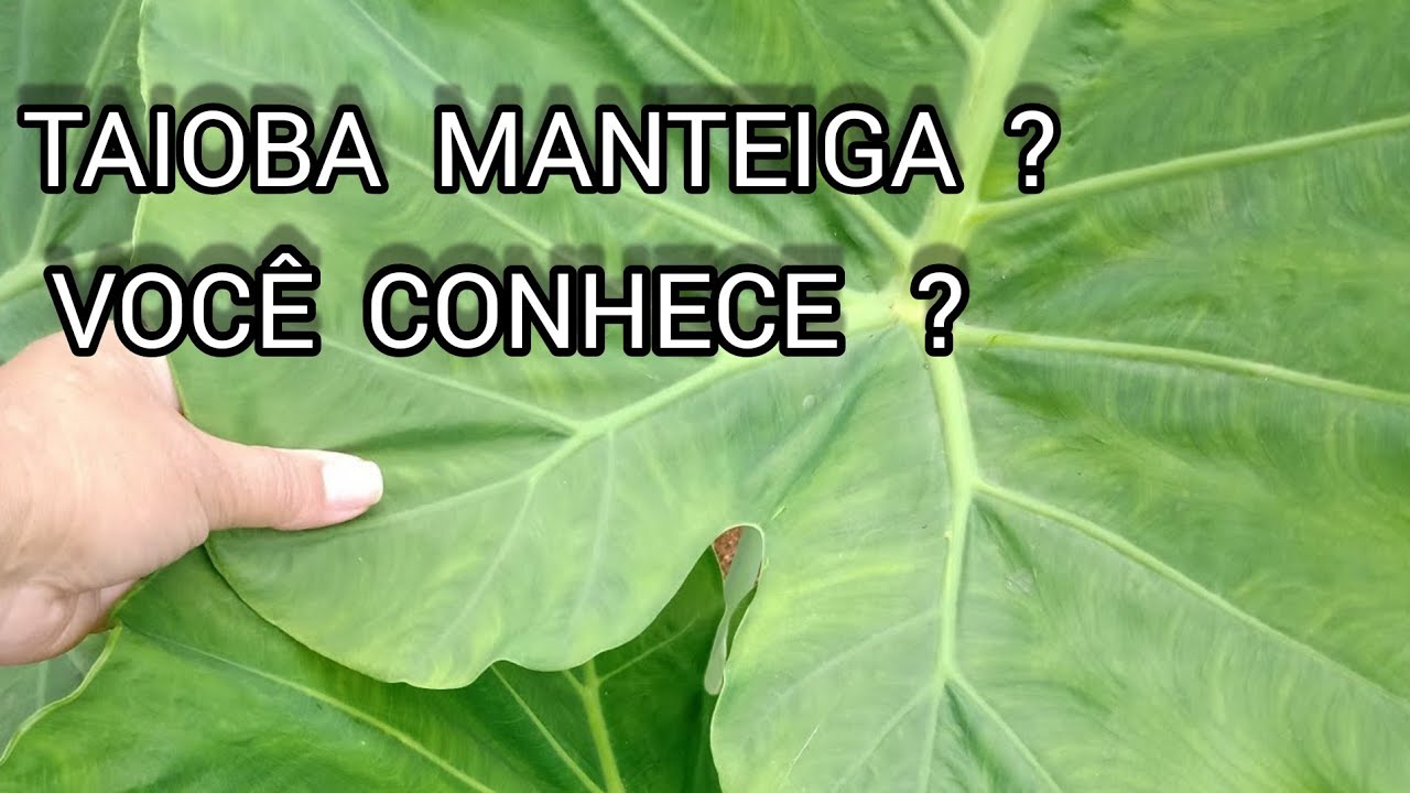 TAIOBA MANTEIGA +como preparar para comer