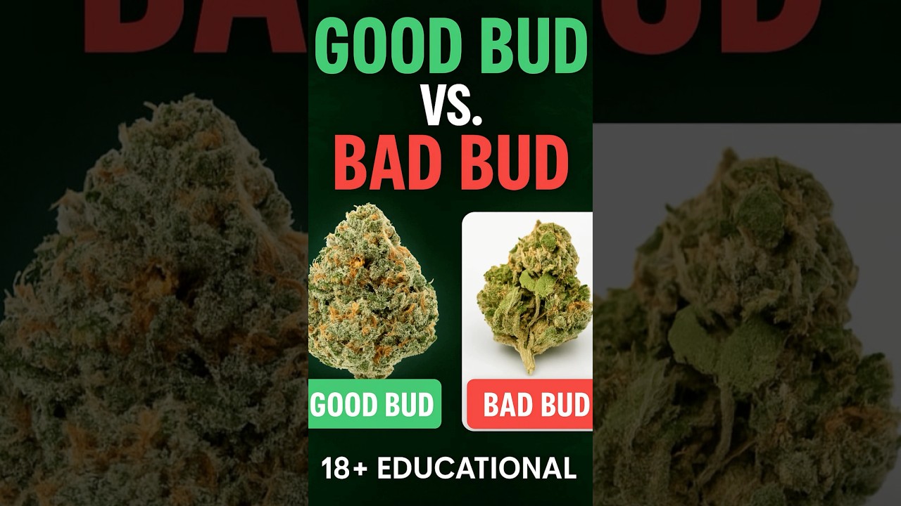 Good Bud vs Bad Bud &ndash; The Signs You NEED to Know