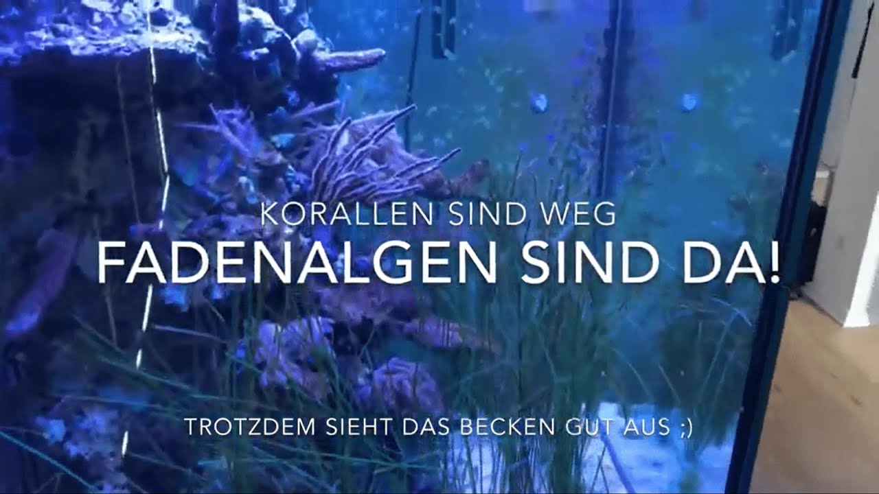 KORALLEN SIND WEG, FADENALGEN SIND DA! Trotzdem sieht das Becken gut aus.