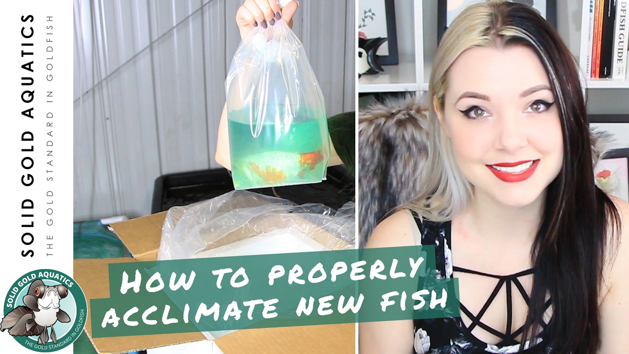 How to Properly Acclimate New Fish