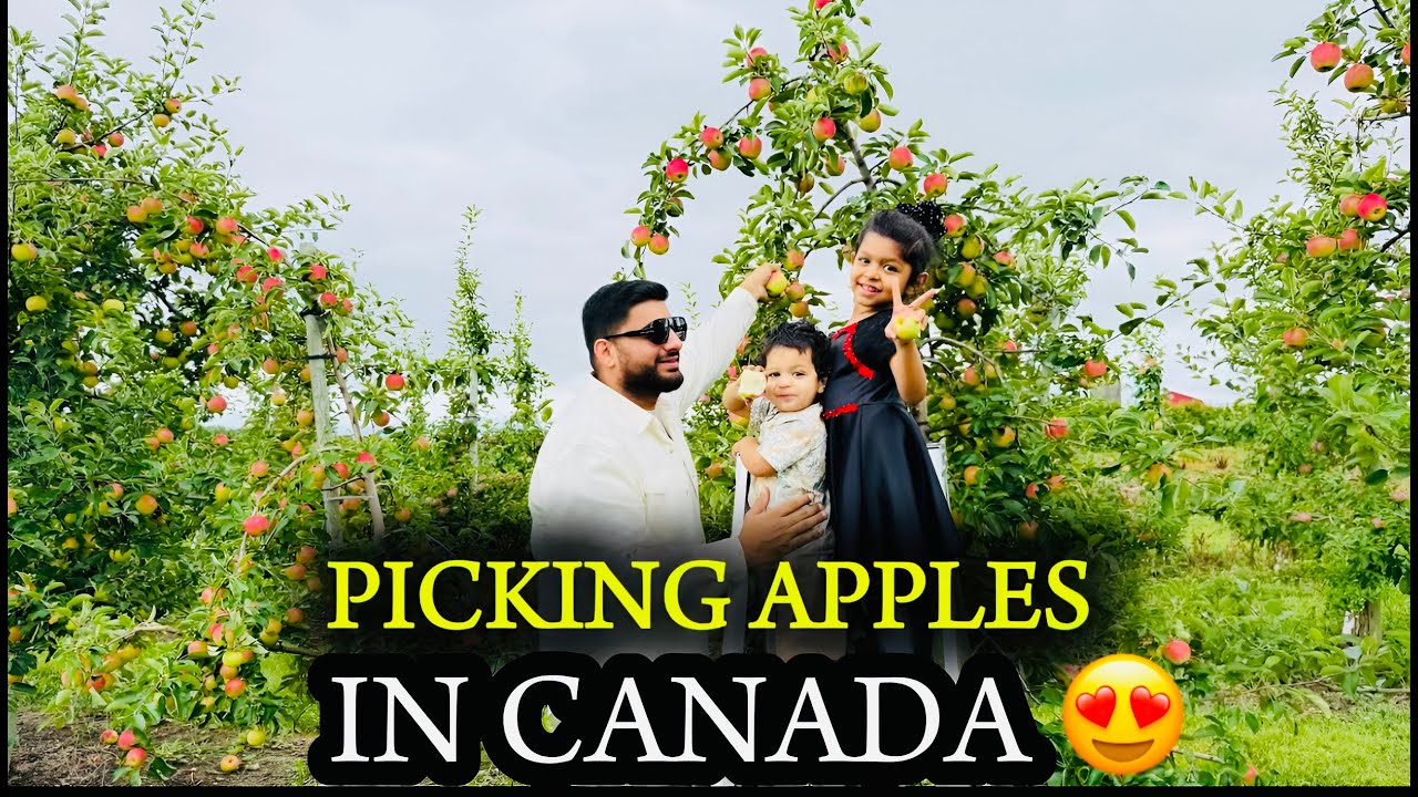 “Canadian Apple Orchard Tour 🇨🇦 | Pakistani Family Vlog”|	کینیڈا میں سیب کا باغ