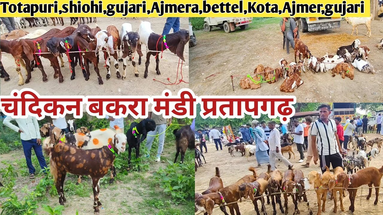 चंदिकन बकरा मंडी  || 6392407337 || प्रतापगढ़ बकरा मंडी || चंदिकन बकरा मंडी 2025 #newvideo #subcribe