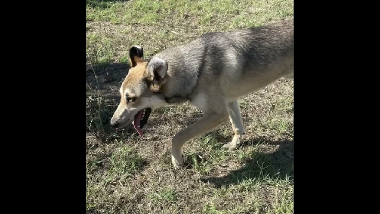 LEILA, simil LUPO CECOSLOVACCO, IN CERCA DI ADOZIONE!