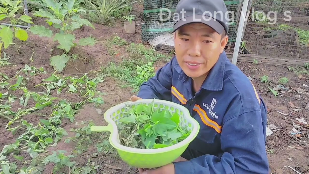 MÓN LẠ THỊT HEO CUỐN LÁ LỐT