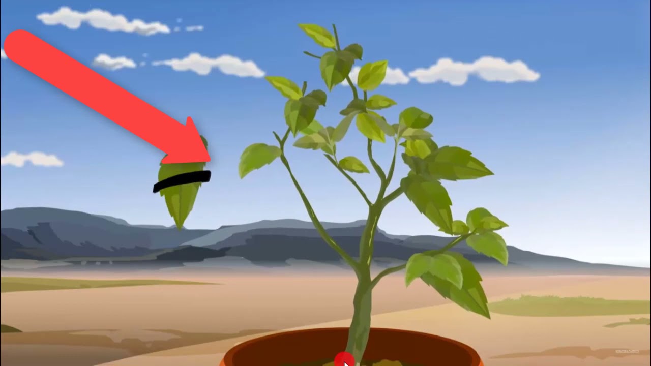 المزيد حول التمثيل الضوئي|علوم الصف الثامن |قناة المعلم المبدع