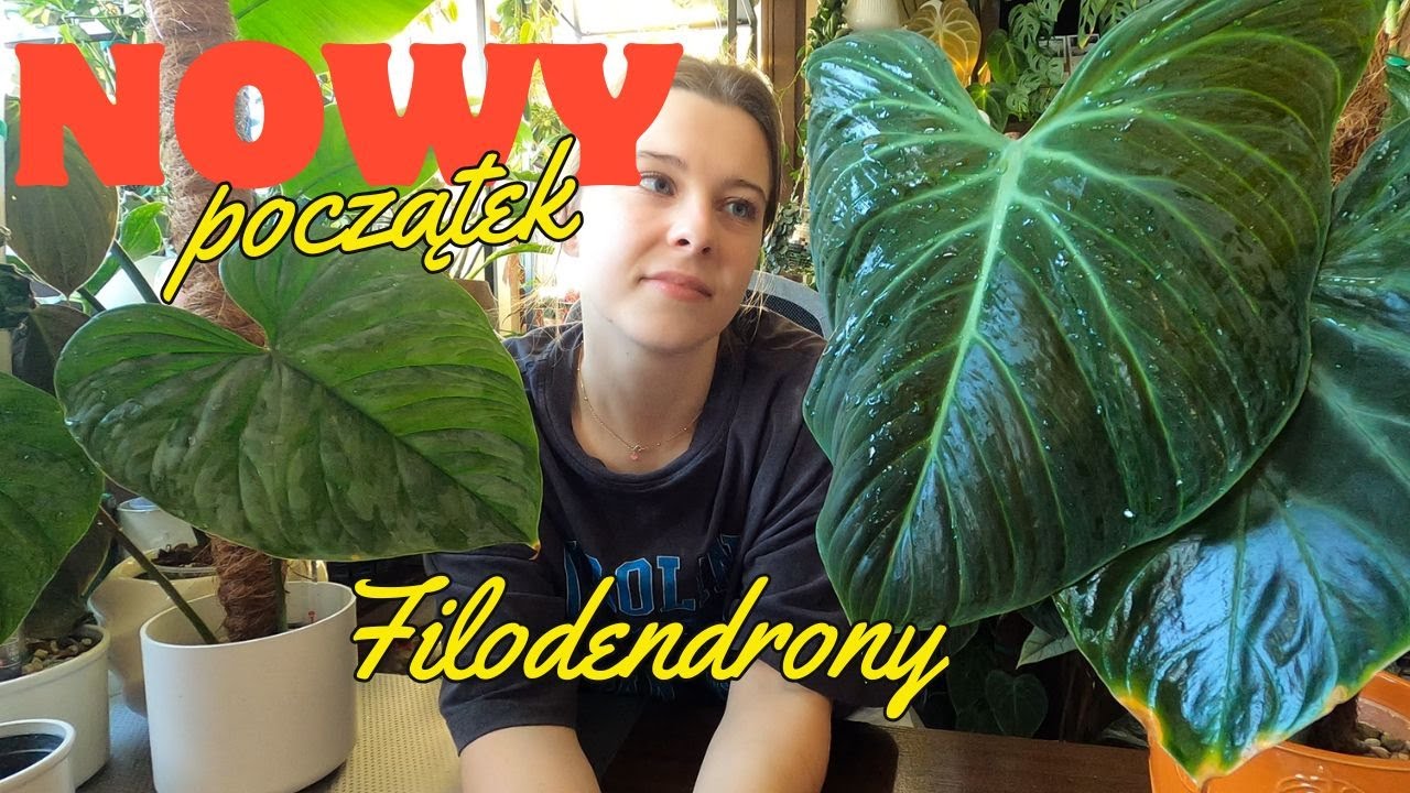 Zaczynam od nowa z moimi filodendronami! 🌱
